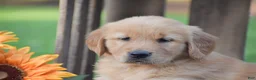 Golden Retriever dogs for sale: Percy - Ad 3