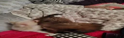 Chiweenie dogs for sale: Chiweenie 2 - Ad 5