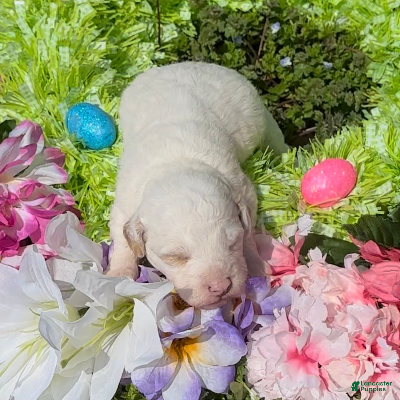 Mini Goldendoodle dogs Lupin - Ad 1