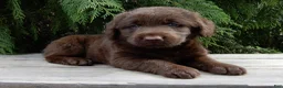 Labradoodle dogs for sale: Bailey  - Ad 3