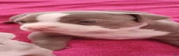 American Bully dogs for sale: American Bully 4  -Daisy - Ad 5