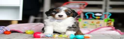 Mini Bernedoodle dogs for sale: Marshall - Ad 6
