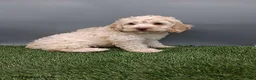 Cockapoo dogs for sale: Angie - Ad 8