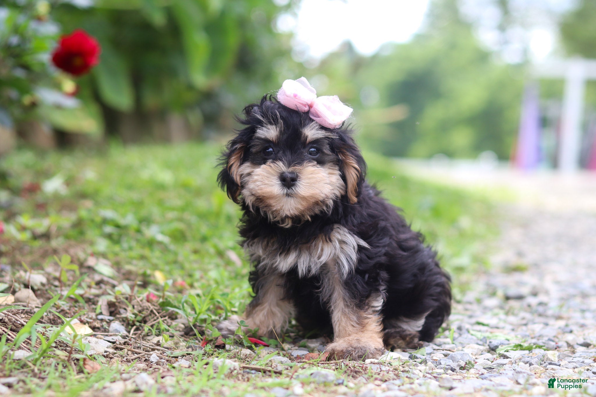 Maltipoo dogs Aleah - Ad 2