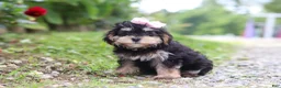 Maltipoo dogs for sale: Aleah - Ad 2