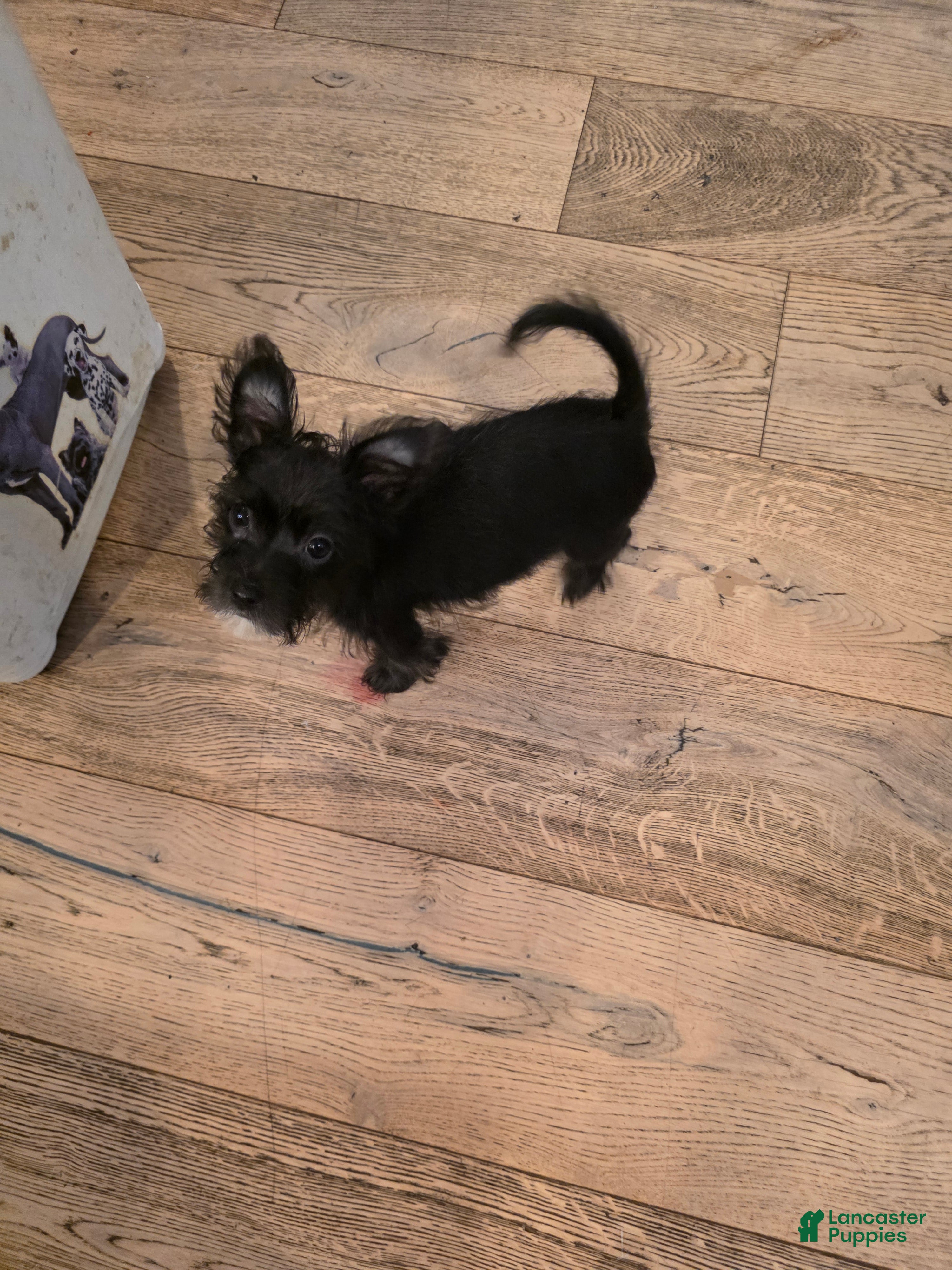 Chorkie dogs Chorkie 1 - Ad 21