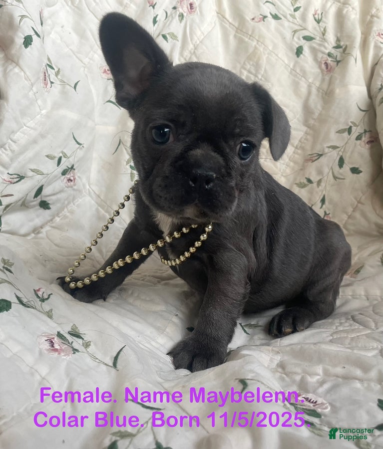 French Bulldog dogs Maybelenn - Ad 21