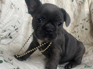 French Bulldog dogs Maybelenn - Ad 21