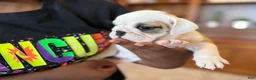 English Bulldog dogs for sale: Fiona - Ad 2