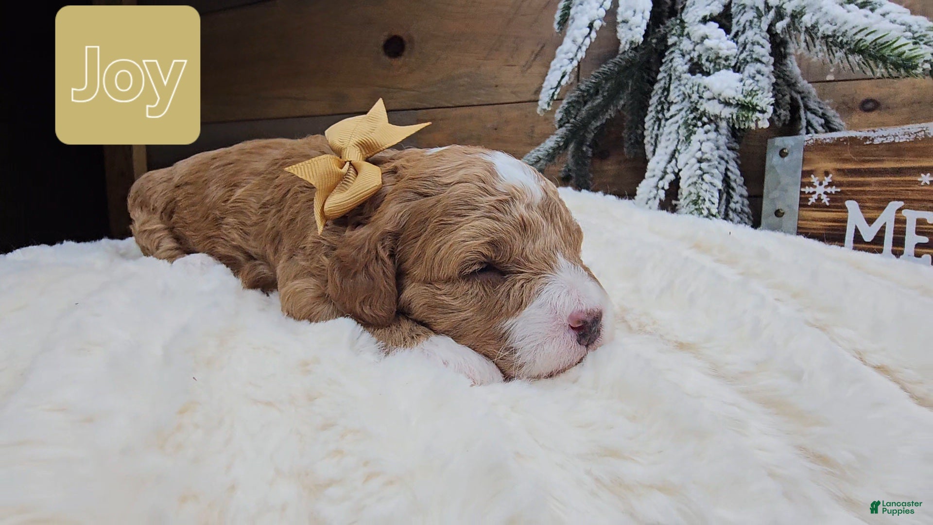 Mini Goldendoodle dogs Joy - Ad 17
