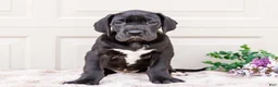 Great Dane dogs for sale: Lilac - Ad 2