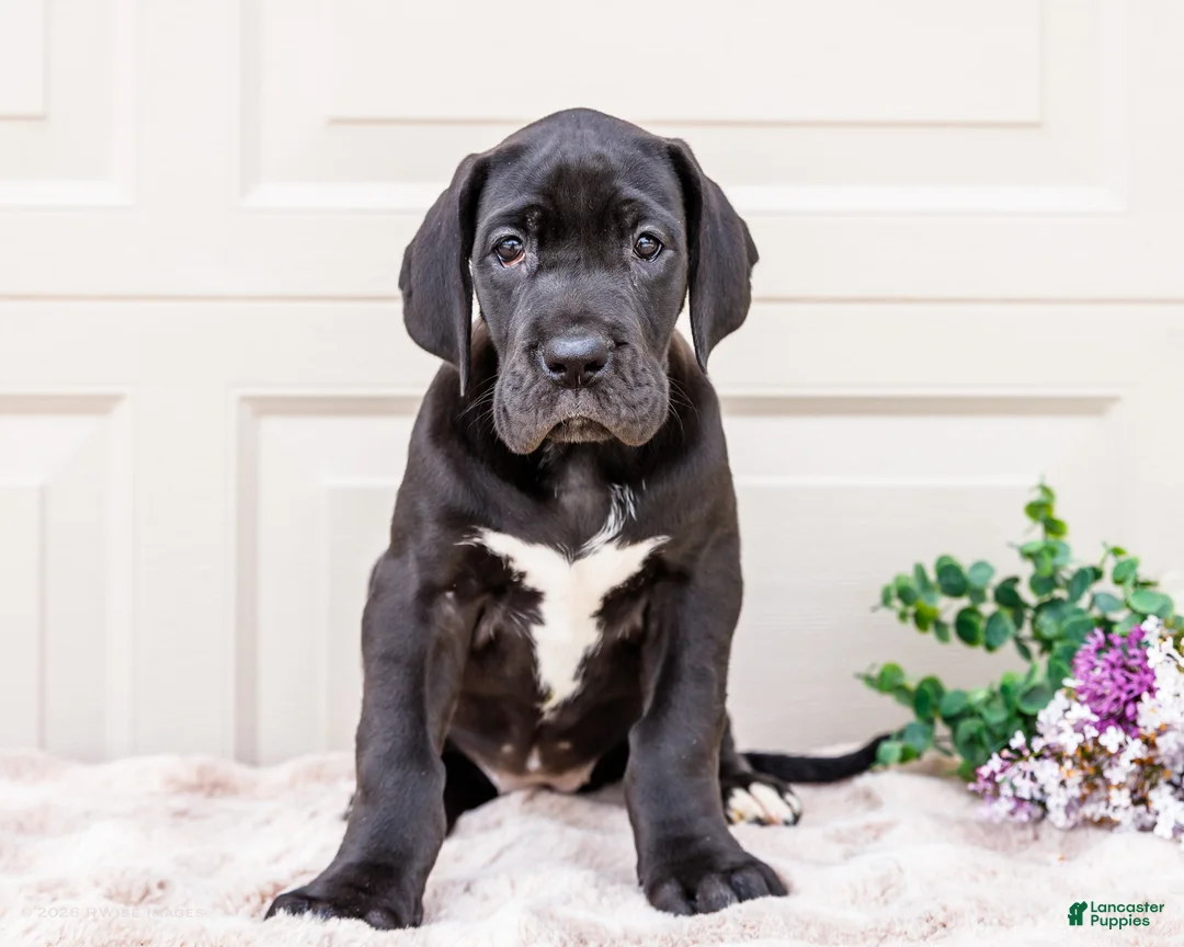 Great Dane dogs for sale: Lilac - Ad 2
