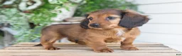 Dachshund dogs for sale: Hank - Ad 3