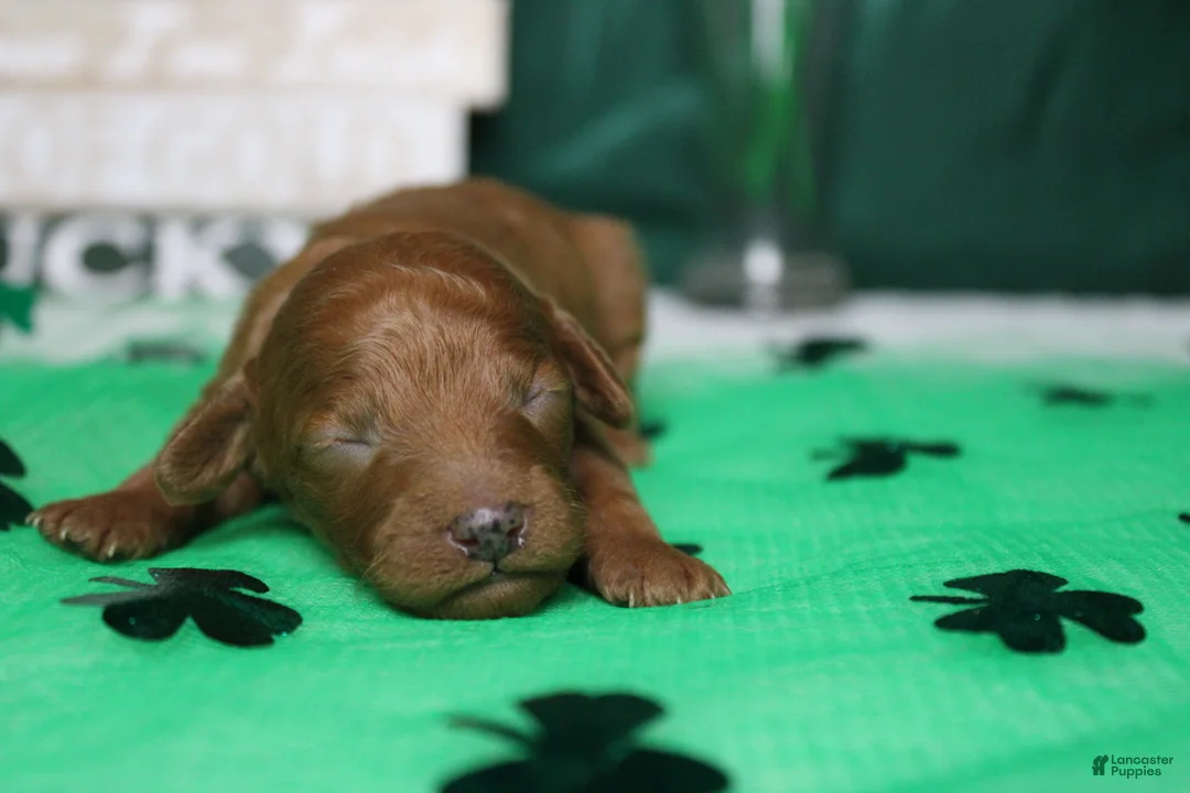 Miniature Poodle dogs for sale: Katie  - Ad 1