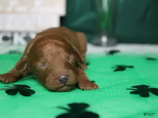 Miniature Poodle dogs Katie - Ad 4