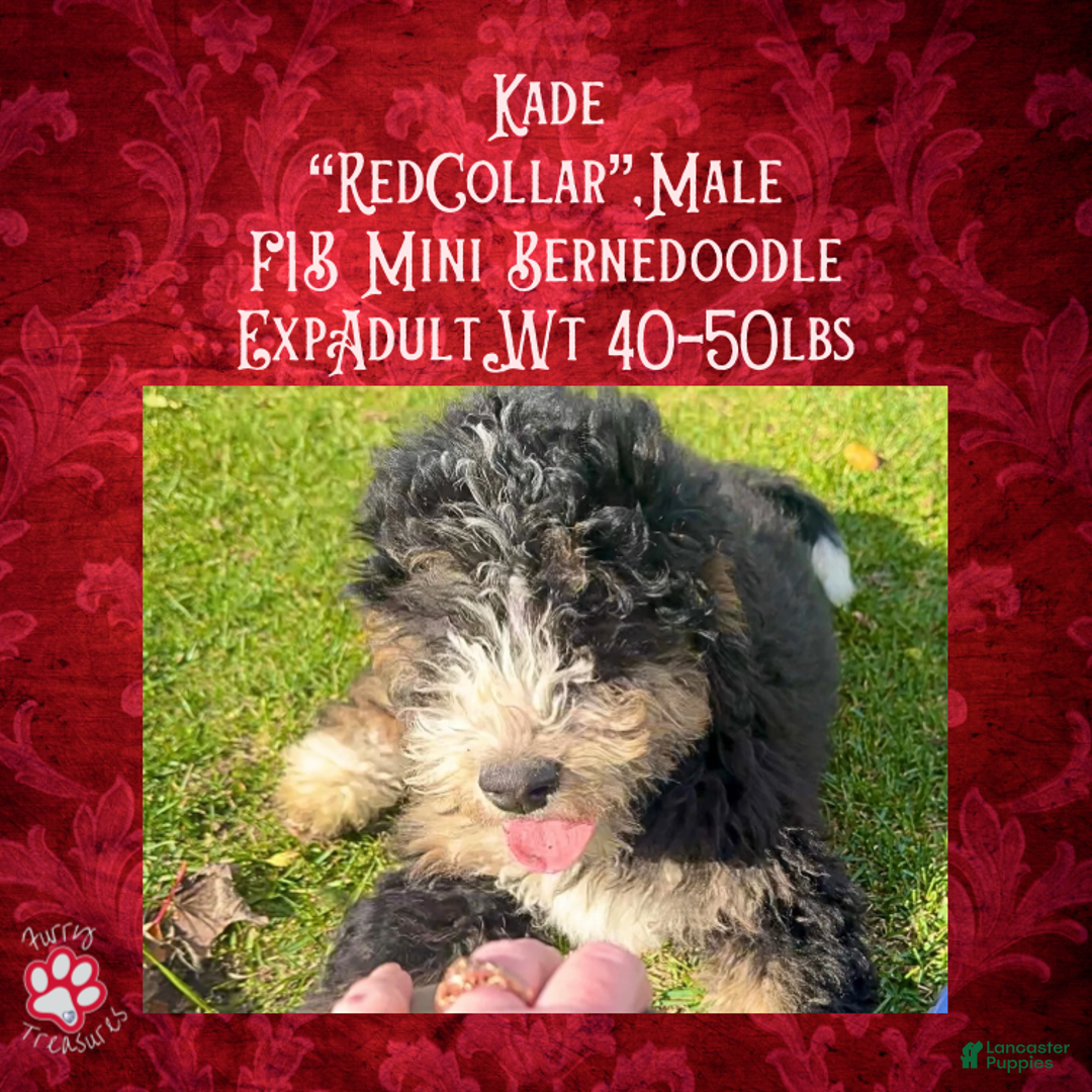 Mini Bernedoodle dogs for sale: Kade “Red Collar” Male - Ad 4