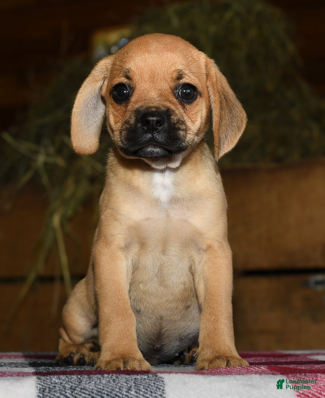 Pug Mix Pughuahua Puppies Female Black Chug Dog Black Chug Puppy
