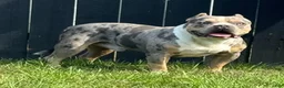 American Bully dogs for sale: Halo - Ad 5