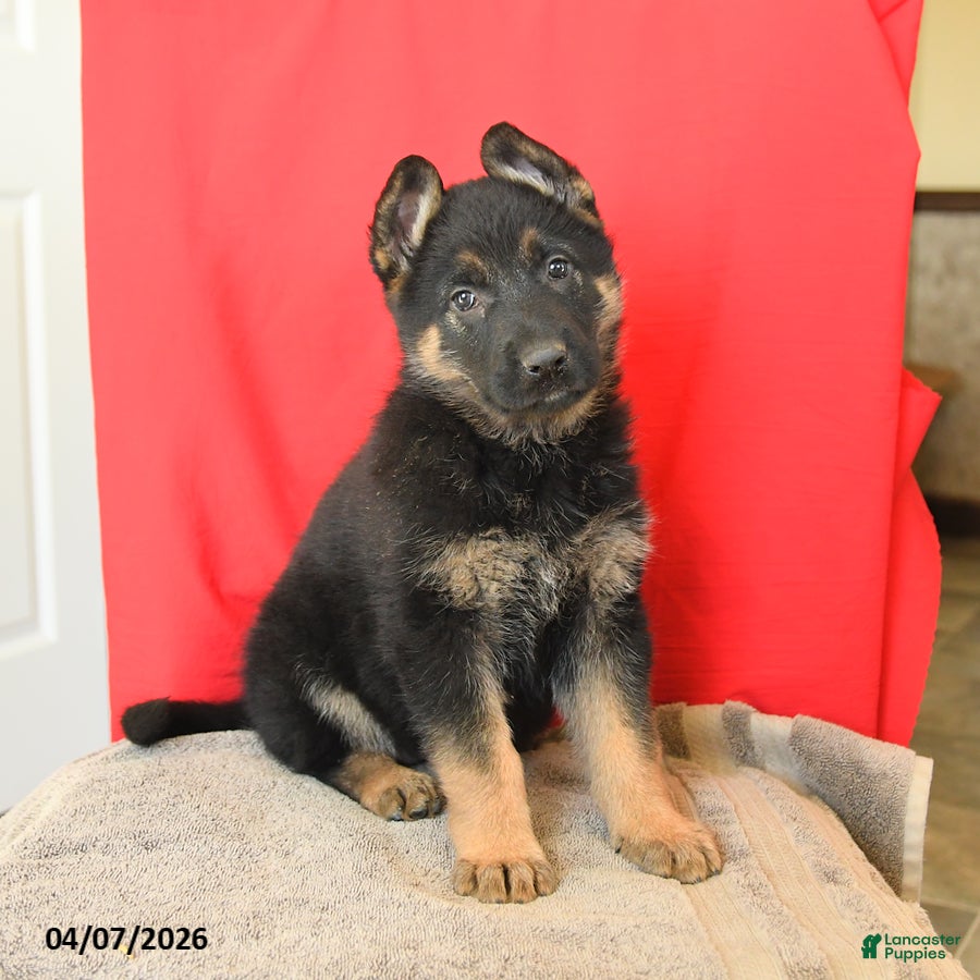 German Shepherd dogs Macy - Ad 1