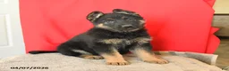 German Shepherd dogs for sale: Macy - Ad 1