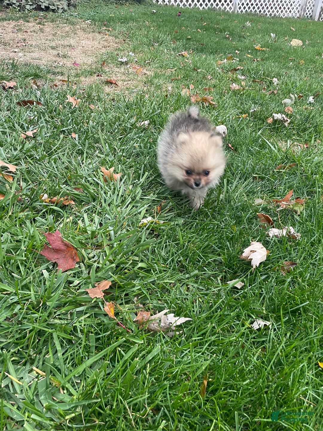Pomeranian dogs for sale: Pomeranian Puppy 1 - Ad 2