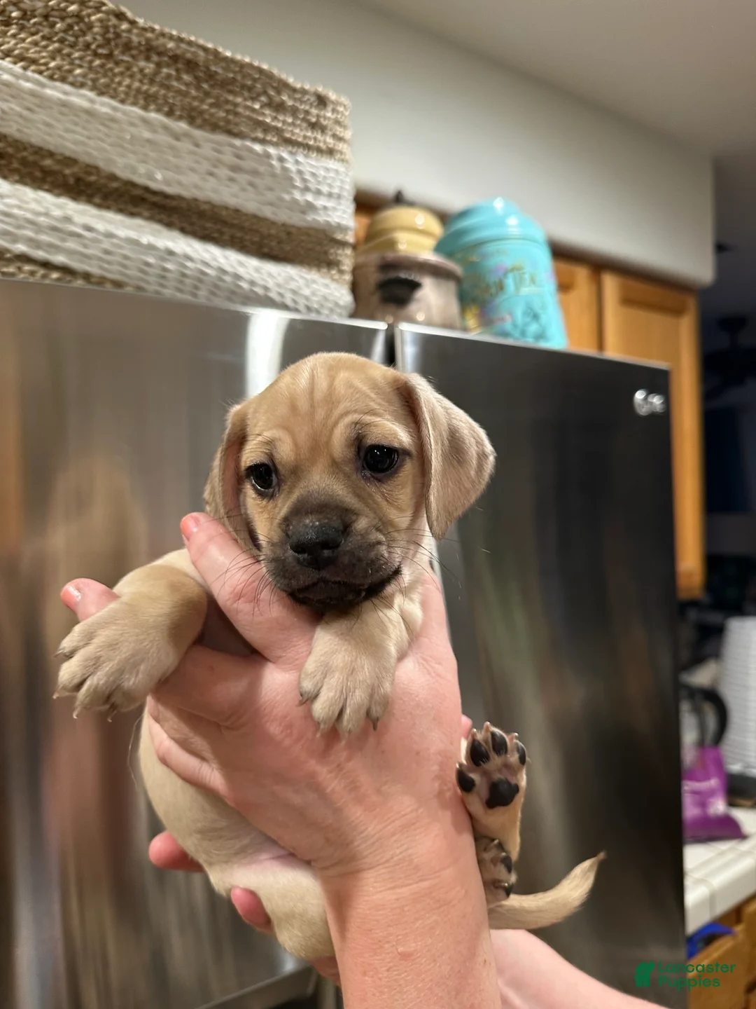 Mixed Breed dogs for sale: Mixed Breed Puppy 2 - Ad 1