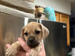 Mixed Breed dogs Mixed Breed Puppy 2 - Ad 19