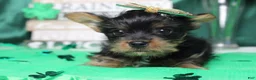 Yorkshire Terrier dogs for sale: Juliana - Ad 2