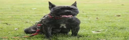 French Bulldog dogs for sale: Key Lemon - Ad 5