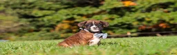 Boxer dogs for sale: Benji - Ad 7
