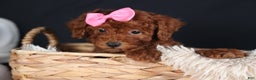 Miniature Poodle dogs for sale: BELLA - Ad 11