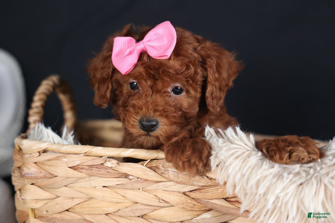 Miniature Poodle dogs for sale: BELLA - Ad 11