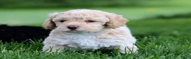 Cooper 