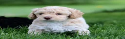 Mixed Breed dogs for sale: Cooper  - Ad 1