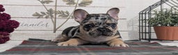 French Bulldog dogs for sale: Shiloh - Ad 10