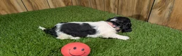 Miniature Dachshund dogs for sale: Pansy Girl - Ad 5