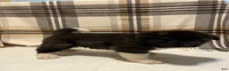 Akita dogs for sale: Donni - Ad 6