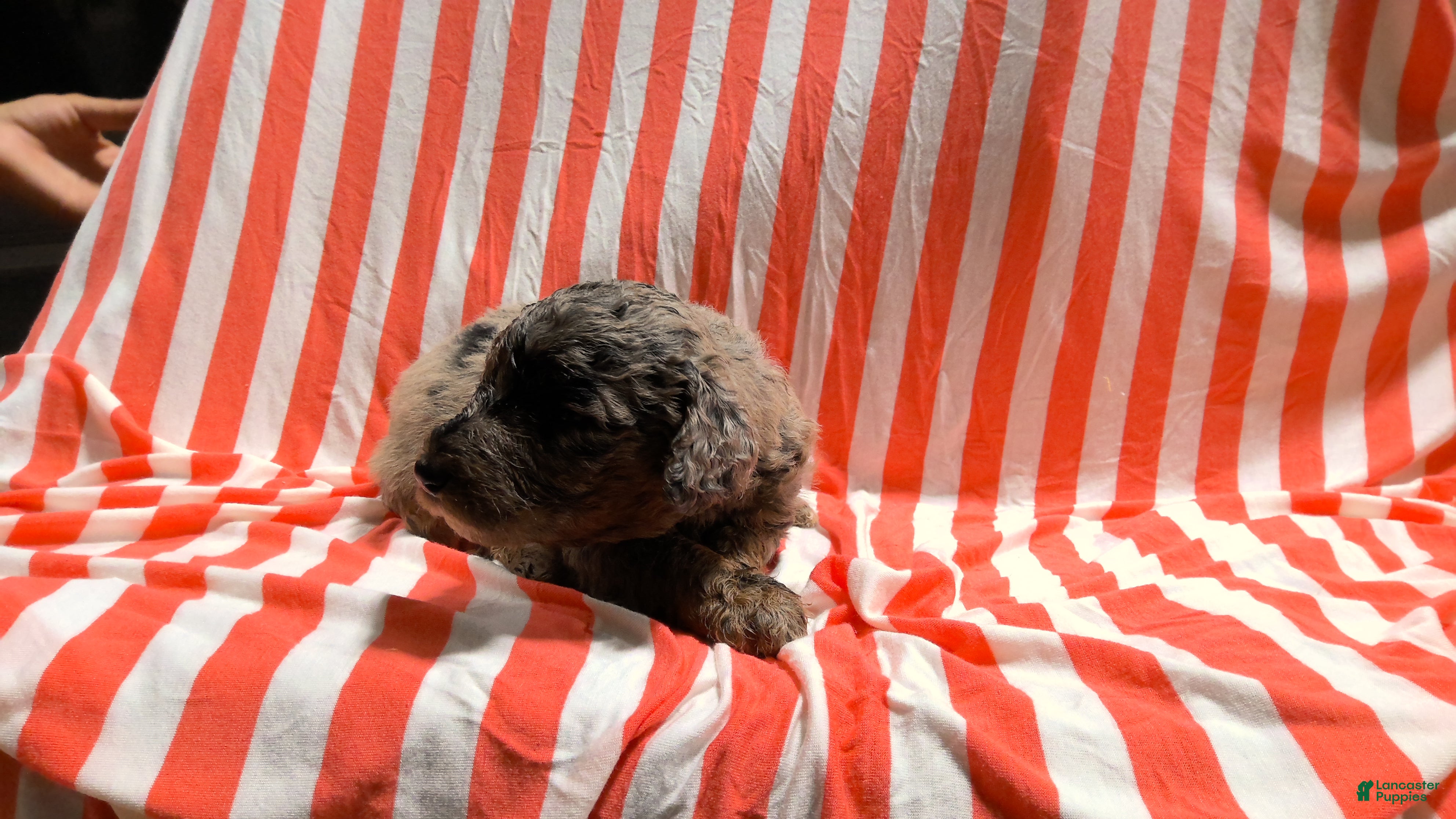 Mini Goldendoodle dogs Dee - Ad 2