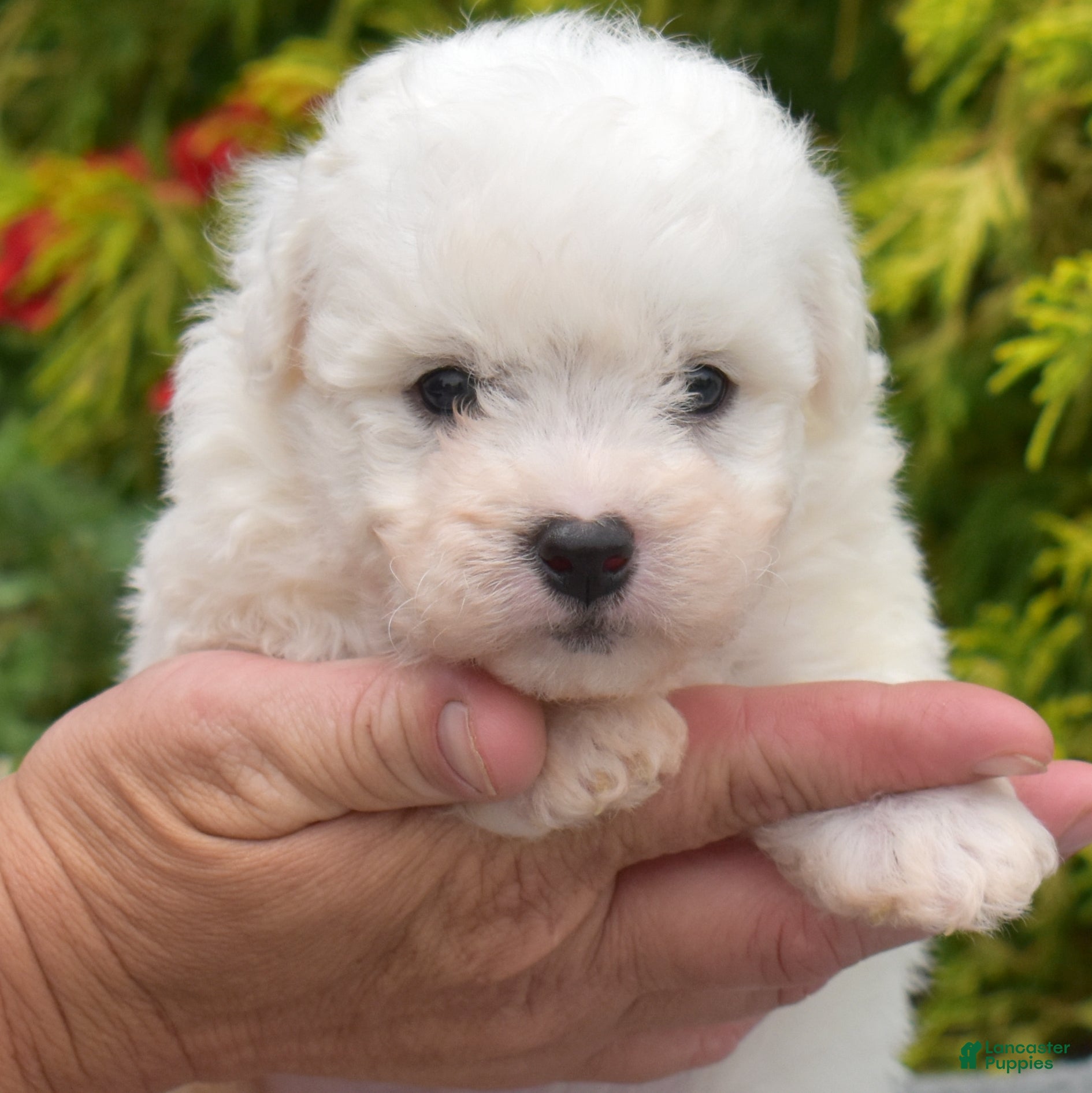 Bichon Frise dogs Tokyo (tiny) - Ad 1