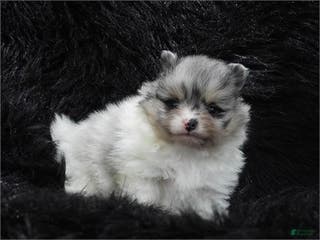Pomeranian dogs Pomeranian Puppy 2 - Ad 11