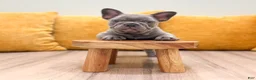 French Bulldog dogs for sale: Asher - Ad 2