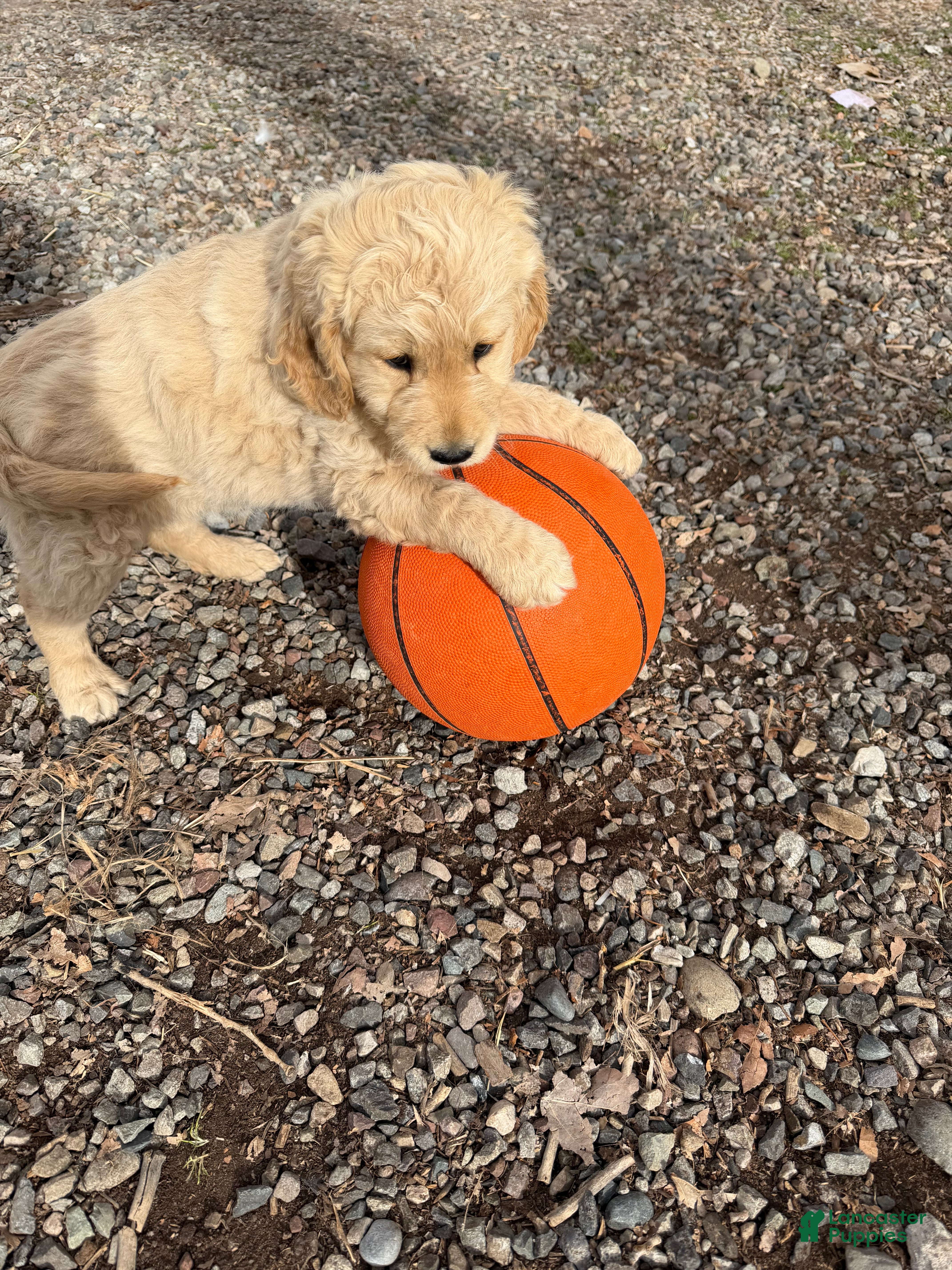 Goldendoodle dogs Ember - Ad 1