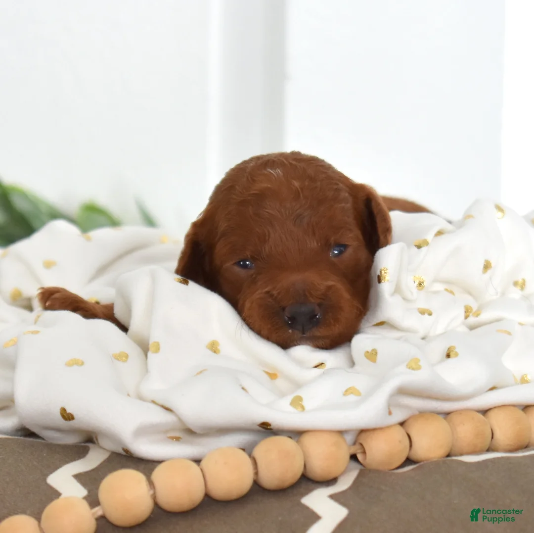 Toy Poodle dogs for sale: Cassie  - Ad 6