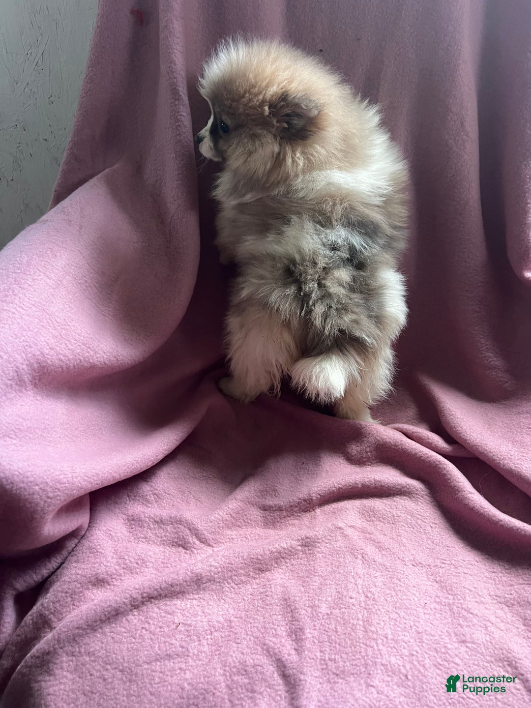 Pomeranian dogs for sale: Honey Pie - Ad 2