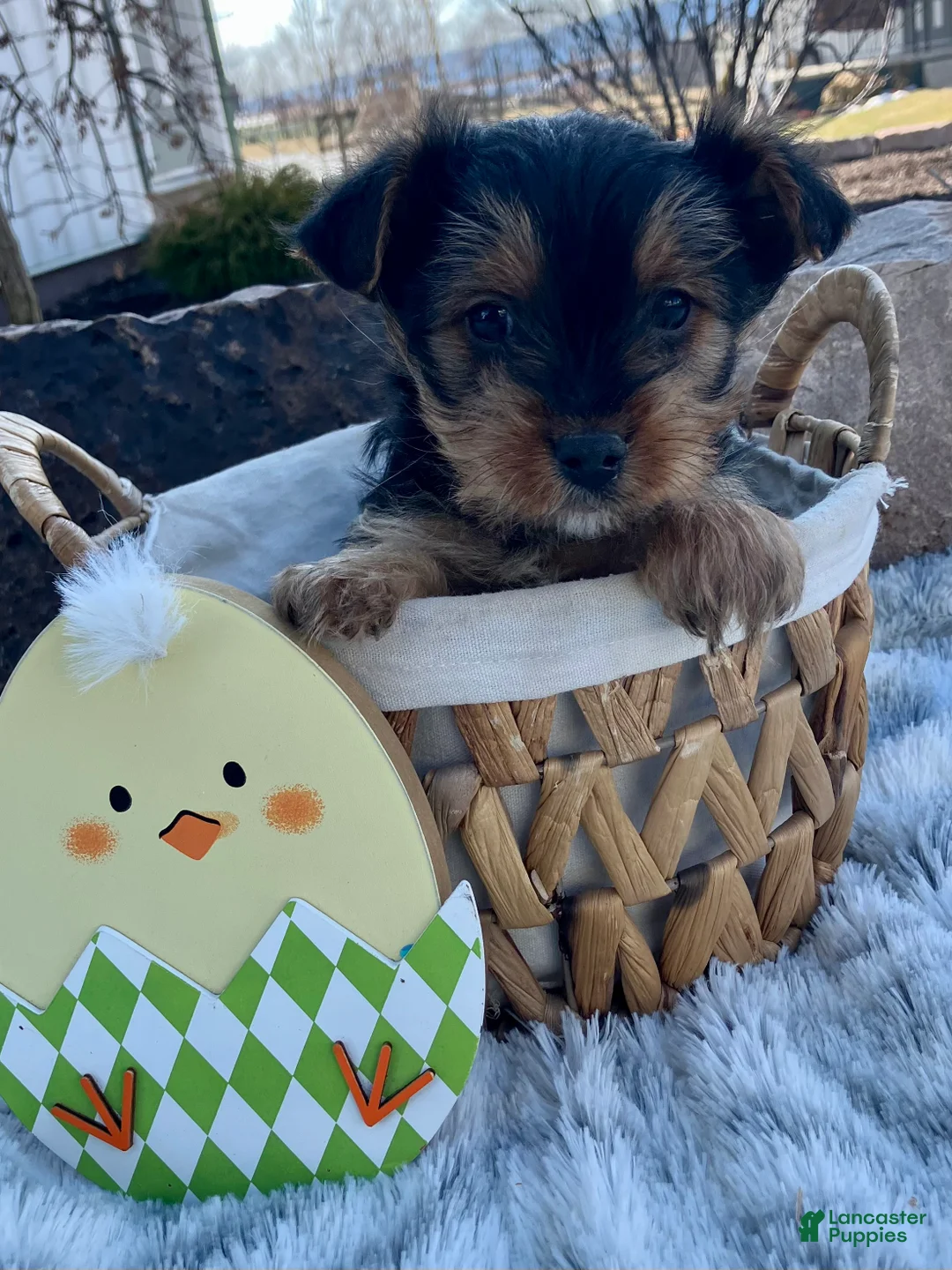 Yorkshire Terrier dogs for sale: Kolby - Ad 2