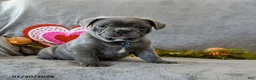 French Bulldog dogs for sale: Wilbur - Ad 4