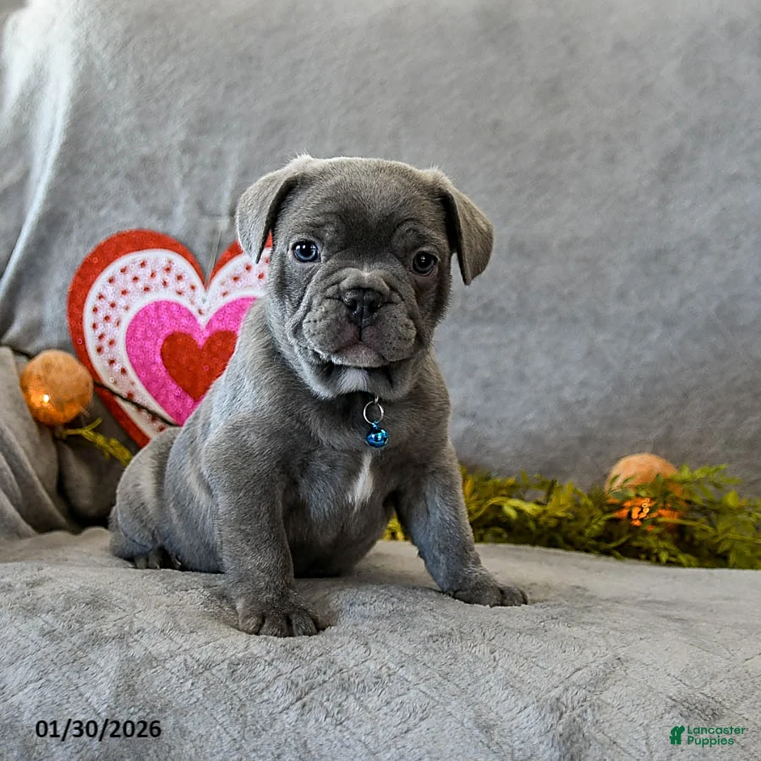 French Bulldog dogs for sale: Wilbur - Ad 4