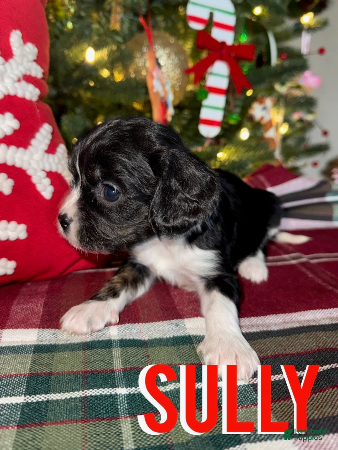 Cavapoo dogs for sale: SULLY - Ad 6