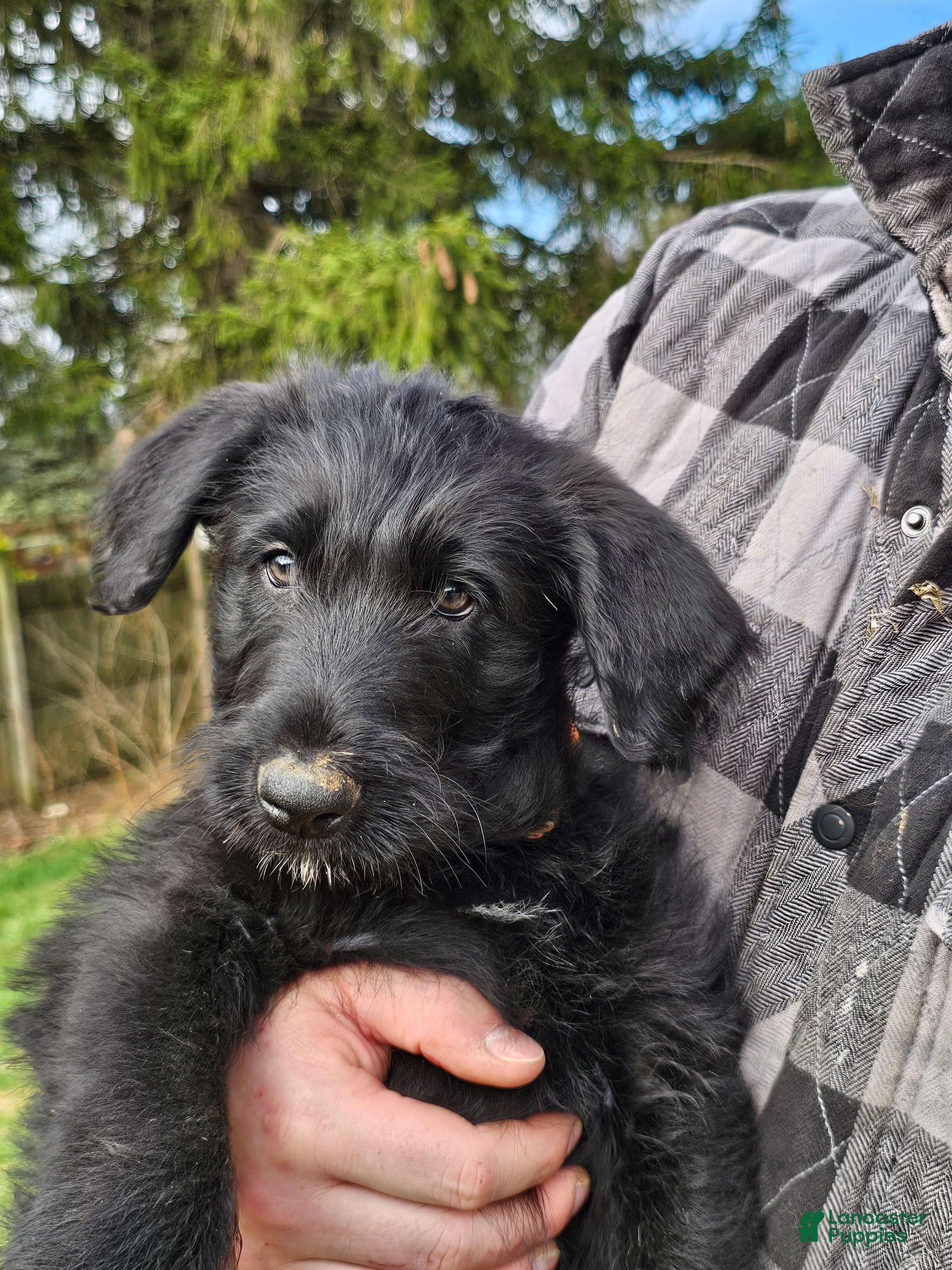 Mixed Breed dogs Goomba - Ad 10