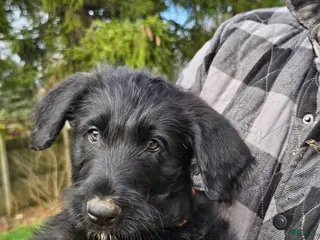 Mixed Breed dogs Goomba - Ad 10